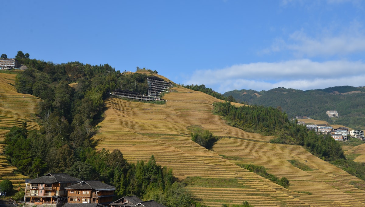 Golden terraced fields on a hillside with village houses.